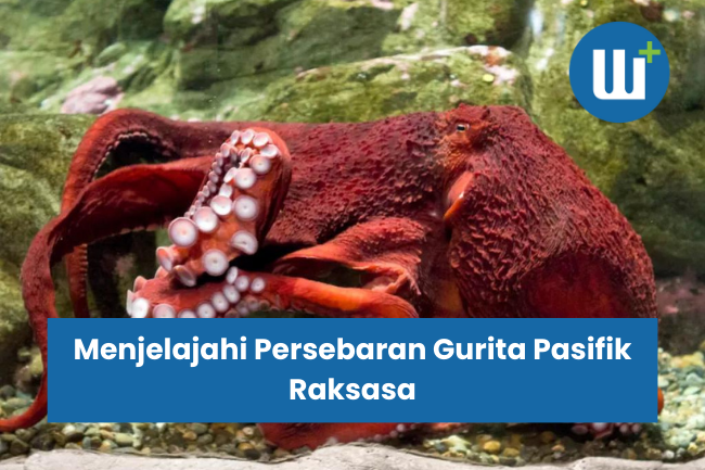 Menjelajahi Persebaran Gurita Pasifik Raksasa